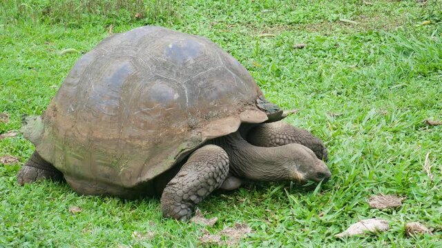 Galapagos turtle is eating some grass