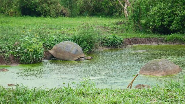 Galapagos turtle is getting in to the water