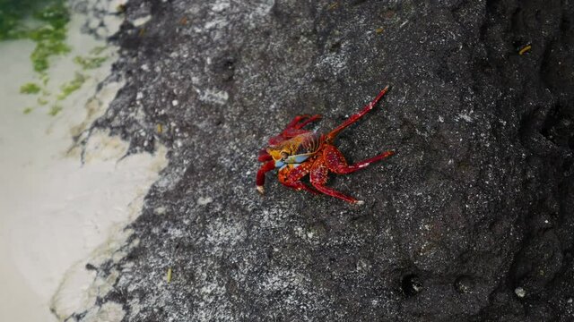 small red crab on a rock