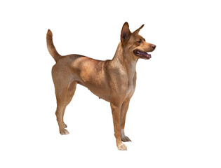 Domestic brown dog standing and looking forward to find something. .