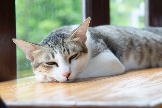 Sleepy cat lay down on wooden counter beside windows.