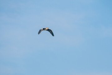 flying blue heron
