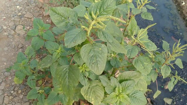 Amaranthus viridis is a cosmopolitan species in the botanical family Amaranthaceae and is commonly known as lean spinach or green spinach.I