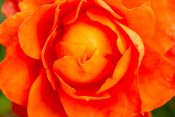 Orange color flower of rose (Rosa) in Japan