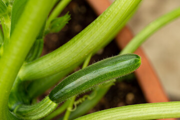 Immature and growing fruit of zucchini (Cucurbita pepo L. 'Melopepo') in Japan
