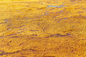 Bright nature texture water surface on sunlight, water ripples on small overgrown lake, natural environment background.