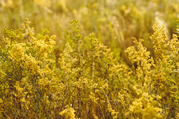 Obraz premium Beautiful meadow wild grass in warm sunlight. Beauty nature field with growing yellow flowers of mimosa