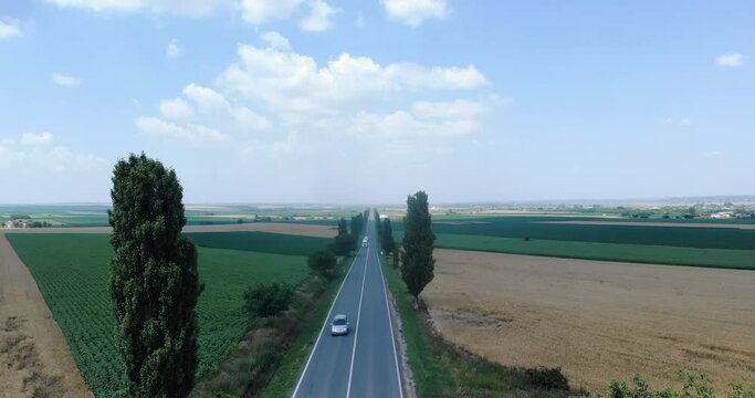 Cars On Asphalt Road Between Fastigiate Trees And Fields In Summer. aerial drone