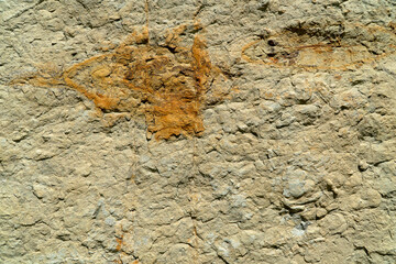 Macro of the surface of a light colored rock with black and orange spots