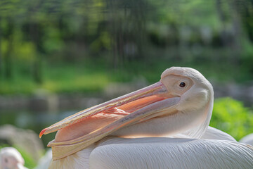 pelican