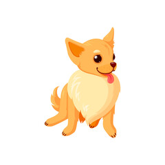 Sitting chihuahua pet with tongue. Purebreed dog companion isolated in white background. Vector illustration in cute cartoon style