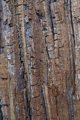 Macro surface of the bark of an old brown tree with gray spots. Vertical background