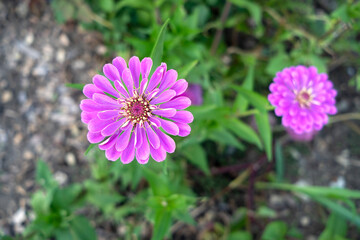 Zinnia flower in purple bloom in the garden, close-up. Botanical background