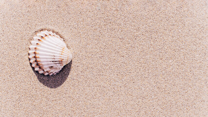 Fototapeta na wymiar Summer pattern background. Seashells, shells on sand tropical sea beach. Vacation backdrop with space for the text.