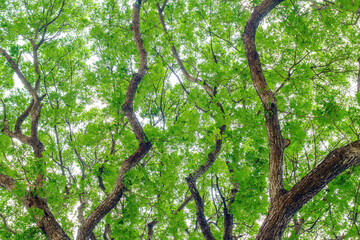reen leaves on a branch background