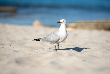 Fototapeta premium Seagull on Llevant beach on the Island of Formentera