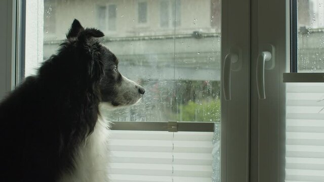 Medium wide shot of a dog sitting in front of a window and watching the neighborhood. It is raining outside. Static show, overcast sky.