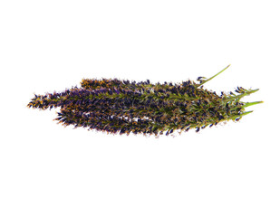 flower isolated on white background