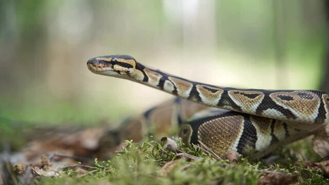 A large boa constrictor slowly raises its head up. Fat snake in the forest close-up. Blurred background, 4K UHD.