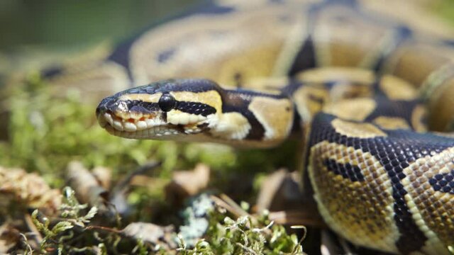 Big boa constrictor close-up. The boa constrictor lies on the ground, hisses and sticks out its tongue. Slow motion, blurred background, HD.