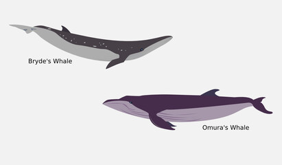 Omura's Whale and Bryde's Whale vector.