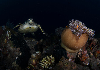 Hawksbill Turtle - Eretmochelys imbricata is swimming in a coral reef. Underwater world of Bali, Indonesia.
