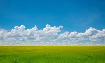 Rice field blue sky with clouds