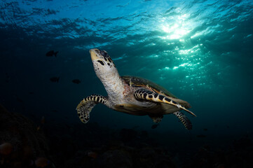 Hawksbill Turtle - Eretmochelys imbricata is swimming in a coral reef. Underwater world of Bali, Indonesia.