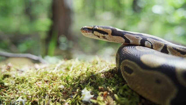 Boa constrictor in green grass close-up. The snake looks around and sticks out its tongue. Blurred background, 4K UHD.