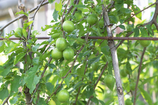 Selective focus of Mirabelle tree with green fruits in the garden