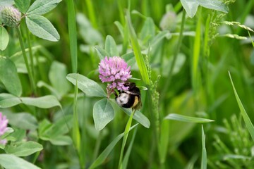 Kleeblüte mit Hummel