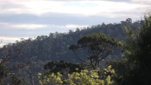 timelapse of native Australian eucalypus gum tree surrounded by thick bush vegetation