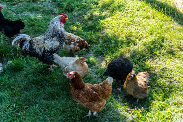 Chicken and rooster walk on herb outside the yard in the village