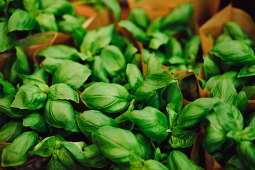 Beautiful juicy green basil close-up. Traditions of Italian cuisine. Herbs and seasonings. Taste...