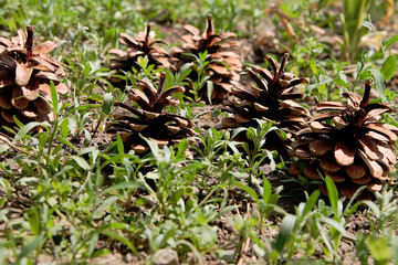 Spruce cones.
Close-up of fir cones in the grass.