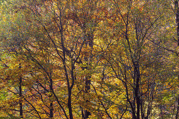 Colorful autumn tops of forest trees. Forest trees in colorful autumn fall. Autumn nature view of autumn trees in sunny day.