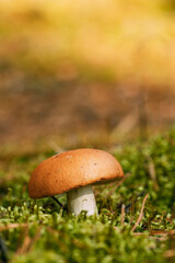 Boletus edulis Bull In Autumn Forest In Belarus. Mushroom In Sunset Autumn Forest In Belarus