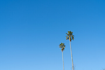 Tall fan palm trees against blue sky