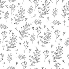 Seamless pattern Tansy flower or Tanacetum vulgare vector illustration isolated on white backdrop, ink sketch, decorative herbal doodle, for design medicine, wedding invite, greeting card, cosmetic