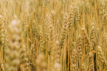 Ripening wheat on a farm field. background.