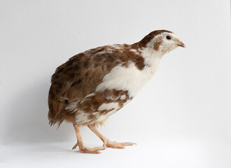 Home quail on a white