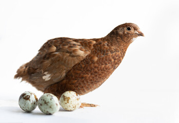 Home quail on a white