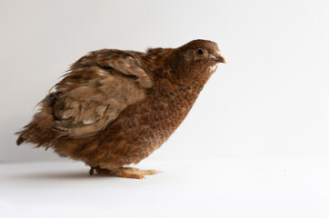 Home quail on a white