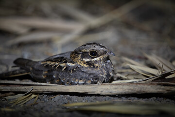 Indian Nightjar at Bhigwan, Maharashtra, India