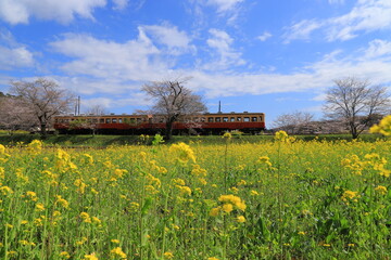 房総半島の小湊鉄道と菜の花と桜