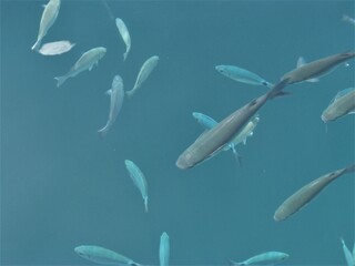 Verschieden grosse Fische im Wasser