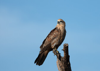 Brahminy Kite perched on a dead tree trunk
