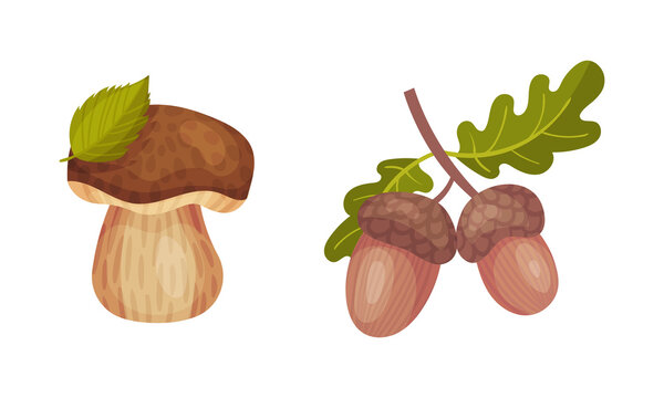 Mushroom with Cap and Acorn Twig as Forest Botany Element Vector Set