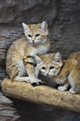 Fototapeta na wymiar Sand cat in a zoo