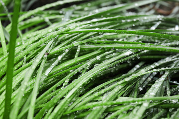 Fototapeta na wymiar Fresh green grass with water drops on lawn, closeup